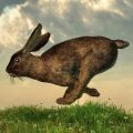 Hvordan du kan fange en kanin, metoder og instruktioner til fremstilling af fælder