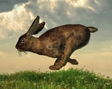 Hoe je een konijn kunt vangen, methoden en instructies voor het maken van vallen