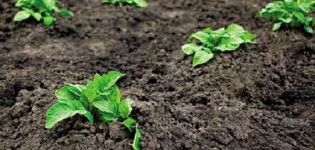 Kā pareizi audzēt un kopt kartupeļus valstī?