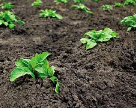 Kaip tinkamai auginti ir prižiūrėti bulves šalyje?
