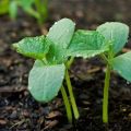 Kaip sodinti, auginti ir prižiūrėti agurkų daigus