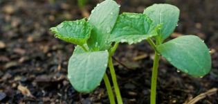 Wie man Gurkensämlinge pflanzt, wächst und pflegt