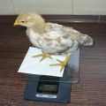 Tableau de poids des poulets de chair par jour, instructions pour calculer le gain de poids