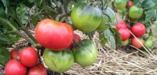 Características y descripción de la variedad de tomate enano mongol, su cultivo y rendimiento.