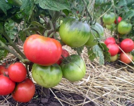 Caracteristicile și descrierea soiului de tomate pitice mongole, cultivarea și randamentul acestuia