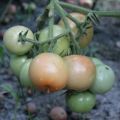 Caractéristiques de la variété de tomate Cendrillon, caractéristiques de culture