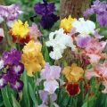 Descrizione delle varietà di iris barbuto, semina e cura in campo aperto