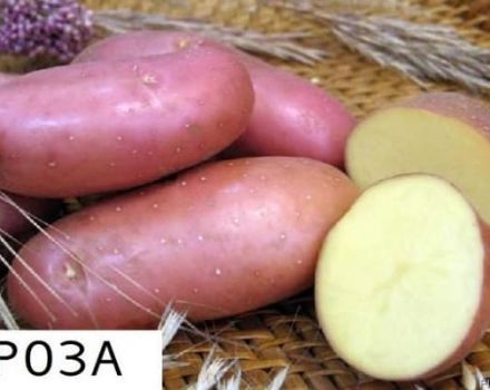 Description of the Arosa potato variety, cultivation features and yield