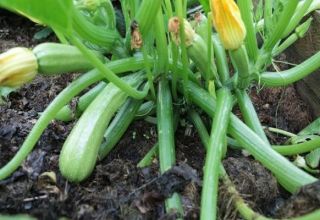 Adakah mungkin memotong daun zucchini yang lebih rendah di ladang terbuka dan sekiranya ia dilakukan