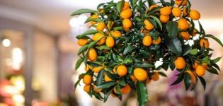 Opis odrody citrónu Taškent, pestovania a starostlivosti doma