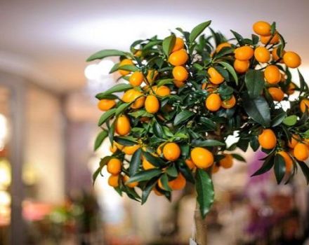 Popis citrusové odrůdy Tashkent, pěstování a péče doma