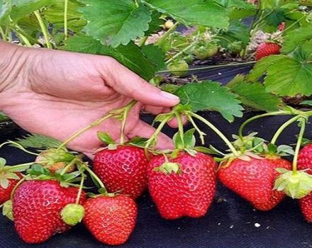 Descrierea și caracteristicile soiului de căpșuni Arosa, tehnologie de cultivare