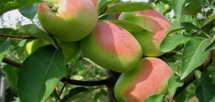 A rozmaring almafajta leírása és jellemzői, mely régiókban termeli jobban a gyümölcsöt