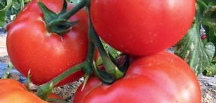 Pomidorų veislės Charakteristikos ir aprašymas