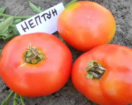 Descripción de la variedad de tomate Neptune y sus características