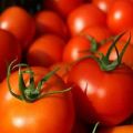Geriausios pomidorų veislės atviroje žemėje Baškirijoje