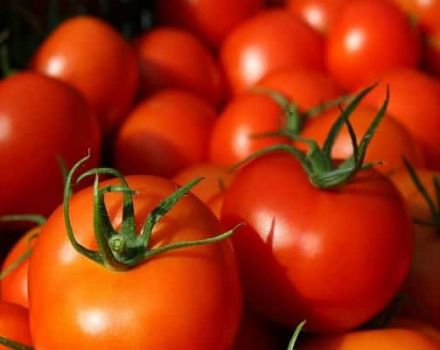 De bästa tomaterna för öppen mark i Bashkiria