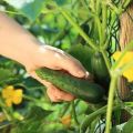 Description of the April cucumber variety, characteristics and cultivation