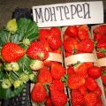 Beschrijving en kenmerken van Monterey-aardbeien, planten en verzorgen
