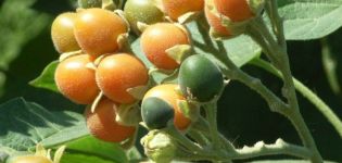 Charakteristika a opis rajčiaka Tsifomandra, ako pestovať a pestovať