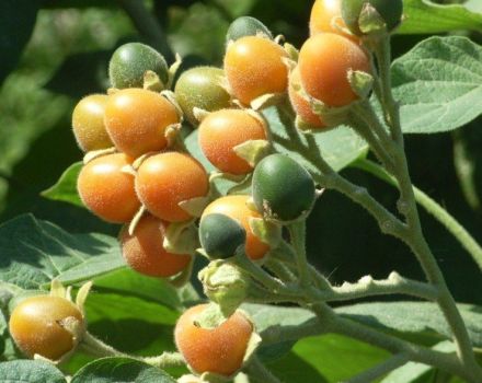 Egenskaper och beskrivning av tomaten Tsifomandra, hur man planterar och växer