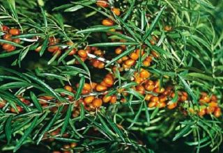 Descrizione delle migliori varietà di olivello spinoso, a crescita bassa e resistente al gelo, senza spine, succose e dolci