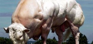 Top 10 grootste koeienrassen ter wereld en de grootte van de recordhouders