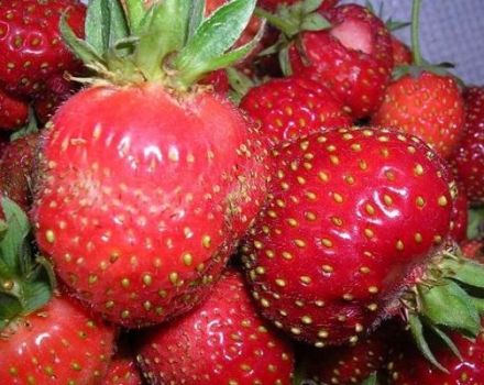 Beskrivning av jordgubbar sorter Moskva delikatess, plantering och vård