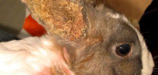 Symptômes et traitement des maladies de l'oreille chez les lapins à la maison