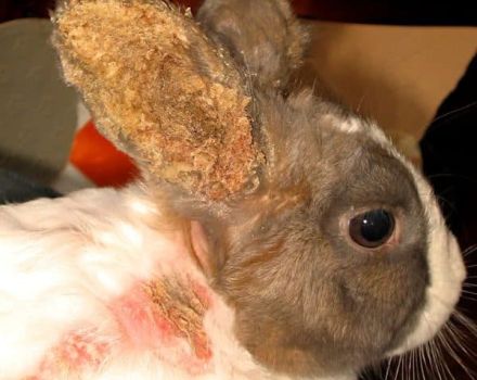 Symtom och behandling av öronsjukdomar hos kaniner hemma