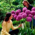 Tipos y variedades de cebollas Allium decorativas, plantación y cuidado en campo abierto.
