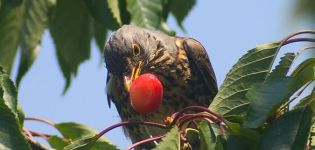 Hur kan du skydda och skydda körsbär från fåglar med olika ärr
