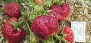 Beskrivning av jordgubbssorten Chamora Turusi, plantering, odling och skötsel