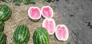 Beskrivning och regler för odling av vattenmelonsorter Crimson Sweet