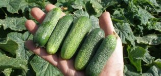 Claudia agurkų veislės aprašymas, jo savybės ir derlius