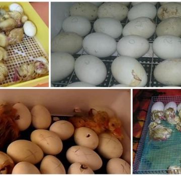 Rules for hatching goslings in an incubator at home and a temperature table