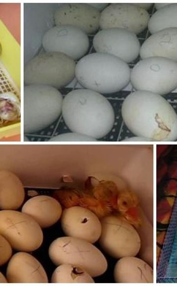 Regler for ruge goslinger i en inkubator derhjemme og et temperaturbord