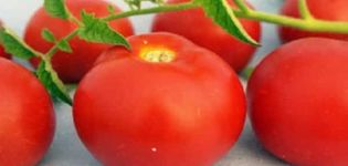 Description et caractéristiques des tomates Pharaon, qualités positives
