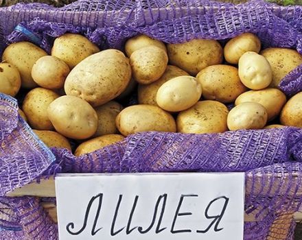 Beskrivelse af Lileya-kartoffelsorten, træk ved kultivering og pleje
