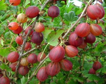 Beskrivning av de bästa krusbärsorterna, 50 av de största och sötaste arterna