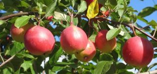 Description de la variété de pomme Vympel, ses avantages et ses inconvénients