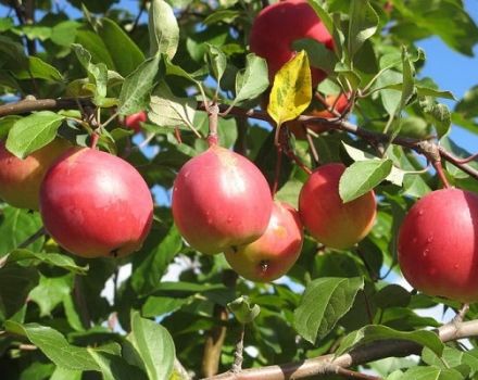 Beskrivelse af Vympel-æblesorten, dens fordele og ulemper