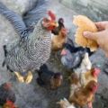 Да ли је могуће давати пилећим пилићима и слојевима хлеба, храњењем црно-белим производима