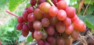 A Briliáns szőlő leírása és jellemzői, előnyei és hátrányai, termesztése