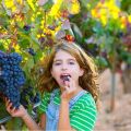 Descripción de la variedad de uva Alpha, características de rendimiento y características de cultivo.