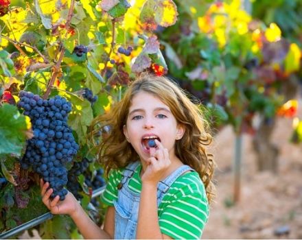 Alfa vynuogių veislės, derlingumo ir auginimo ypatybių aprašymas