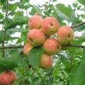 Egenskaper och beskrivning av äpplesorten Uralsky Souvenir, odling och vård