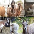 Како треба изгледати коза, општи опис и сорте пасмина и како да одаберете