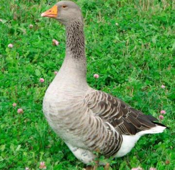 Description and characteristics of Tambov gray geese and breed breeding