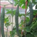 Beschrijving en soorten variëteiten van Chinese komkommers, hun teelt